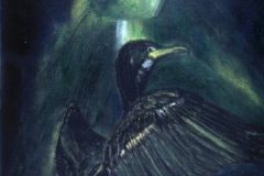 green light cormorant